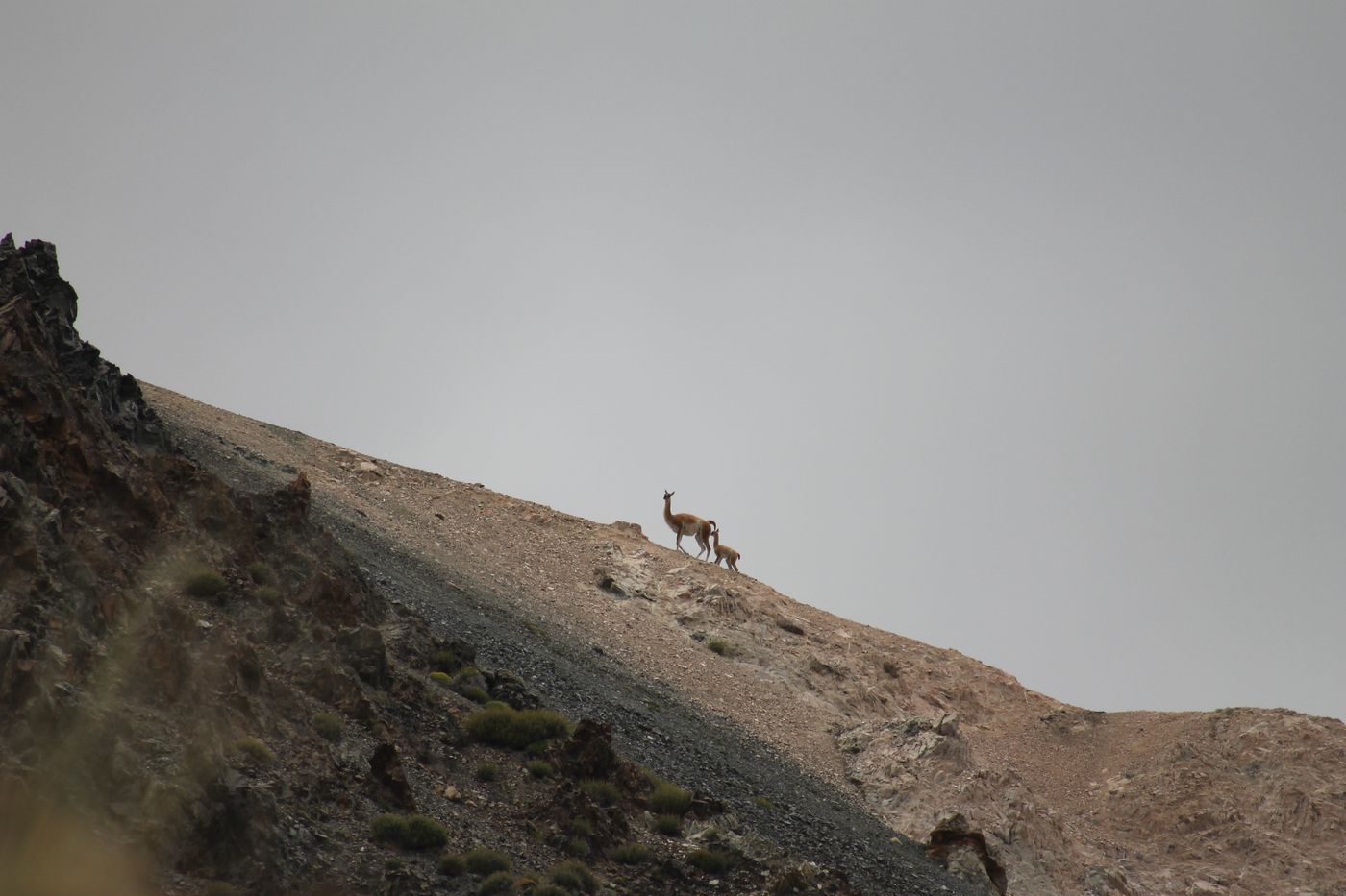 Guanacos en la ladera